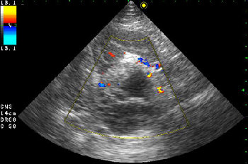 Образование в режиме ЦДК.